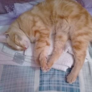 Meet your Posher, Allison